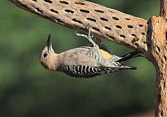 Gila Woodpecker